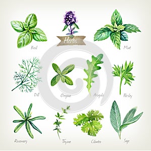 Culinary herbs collection watercolor illustration with clipping paths