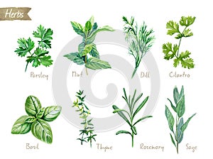 Culinary herbs collection watercolor illustration with clipping paths