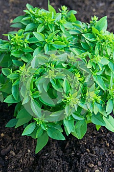 Culinary Herbs Growing. Sprouts of Fresh Young Green Basil in Soil in Garden. Italian Provence Cuisine