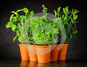 Culinary Herbs in Pottery Pots on Dark Background