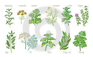 Culinary Herbs.  Rosemary, coriander, cilantro, camomile, mint, thyme, sage, dill, basil, bay leaf, laurel, parsley