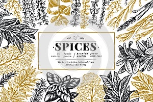 Culinary herbs and spices banner template. Vector background for design menu, packaging, recipes, label, farm market