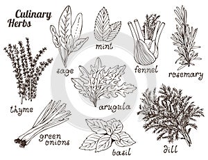 Culinary herbs on white background, hand drawn set of herbs