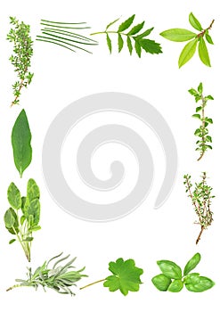 Culinary and Medicinal Herbs photo