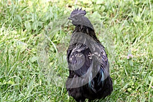Cull Ayam Cemani Cockerel Rooster With Golden Feather  Leakage