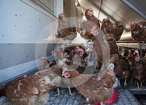 Cull hens in a stable with white walls and grid floor