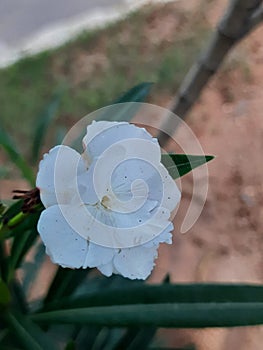 cull oleander flower