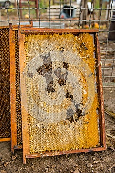 Culled old brood frame from honey bee hive with wax moth tunnels and webbing.