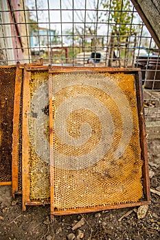 Culled old brood frame from honey bee hive with wax moth tunnels and webbing.