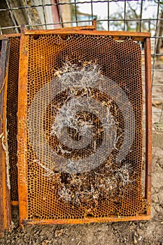 Culled old brood frame from honey bee hive with wax moth tunnels and webbing.