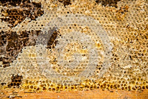 Culled old brood frame from honey bee hive with wax moth tunnels and webbing.