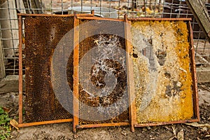 Culled old brood frame from honey bee hive with wax moth tunnels and webbing.