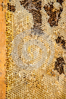 Culled old brood frame from honey bee hive with wax moth tunnels and webbing. photo