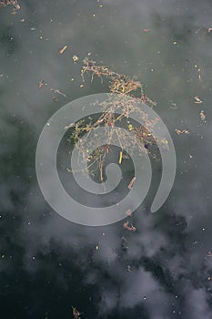 Culm and straw of grass is floating on the water. photo