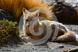 Culpeo or andean fox. El Tatio geysers field. Antofagasta region. Chile