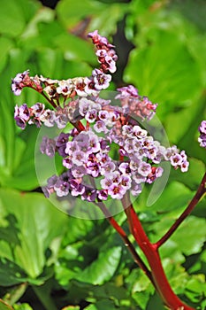 Cultivar badan flowers