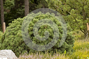 Cultivar dwarf mountain pine Pinus mugo var. pumilio in the rocky garden