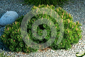 Cultivar dwarf mountain pine Pinus mugo var. pumilio in the rocky garden