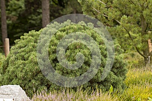 Cultivar dwarf mountain pine Pinus mugo var. pumilio in the rocky garden photo