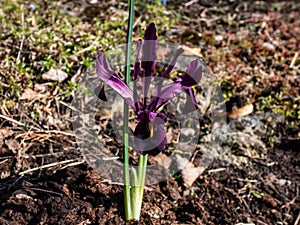 Cultivar of the netted iris or golden netted iris (Iris reticulata) \'George\' with deep violet-purple petals