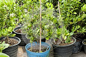 Cultivate bergamot tree in plastic pot. Tree market. agriculture