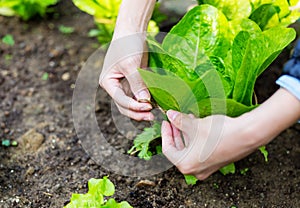 Cultivate lettuce