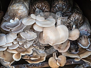 Cultivate mushrooms