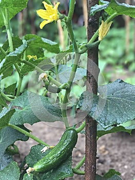 Cultivate a natural garden cucumber