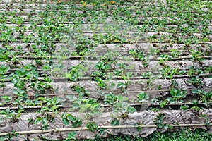 Cultivate strawberry plant in the farm