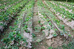 Cultivate strawberry in rows at organic farm in winter