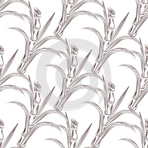 Cultivate sugar cane stalks with leaves seamless pattern