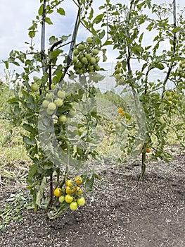 Cultivate tall bushes with cherry tomatoes