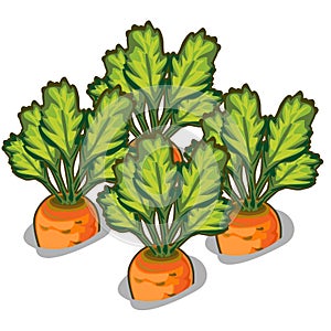 Cultivate tasty carrot. Vector vegetable