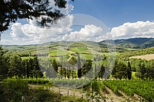 Cultivate wine in Tuscany