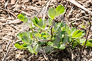 Cultivated arachis nut - arachis hipogaea