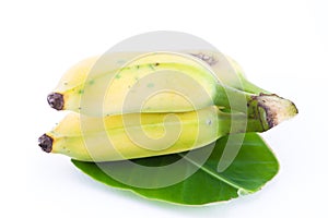 Cultivated banana