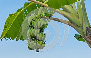Cultivated banana with blue sky