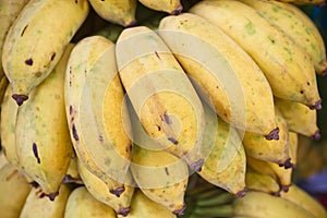 Cultivated banana, Musa sapientum Linn