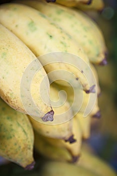 Cultivated banana . Musa sapientum Linn