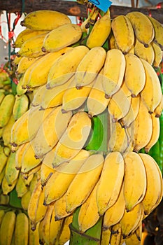 Cultivated banana. Musa sapientum Linn