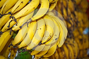 Cultivated banana, Musa sapientum Linn