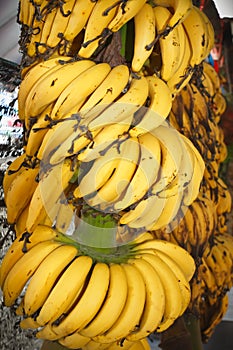 Cultivated banana  Musa sapientum Linn