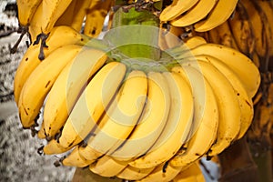 Cultivated banana  Musa sapientum Linn