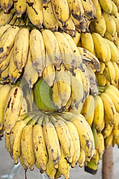 Cultivated banana  Musa sapientum Linn