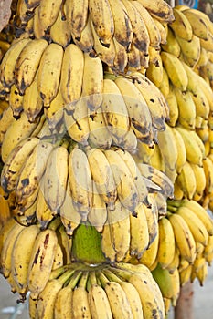 Cultivated banana Musa sapientum Linn