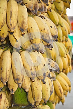 Cultivated banana  . Musa sapientum Linn