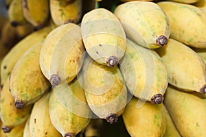 Cultivated banana.  Musa sapientum Linn