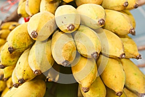 Cultivated banana  Musa sapientum Linn