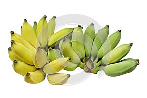 Cultivated banana or Thai banana isolated on white background