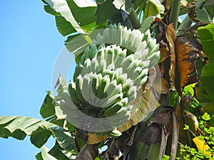 Cultivated banana tree (Musa Paradisiaca)